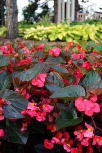 2016 University of Minnesota Field Trials Results