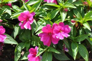 2016 Iowa State University Field Trials Results