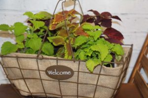 Trendsetting Products and Ideas From TPIE 2017