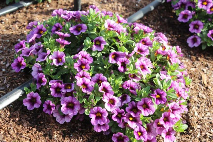 2017 Costa Farms Season Premier