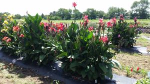 2016 Texas A&M University Field Trials Results