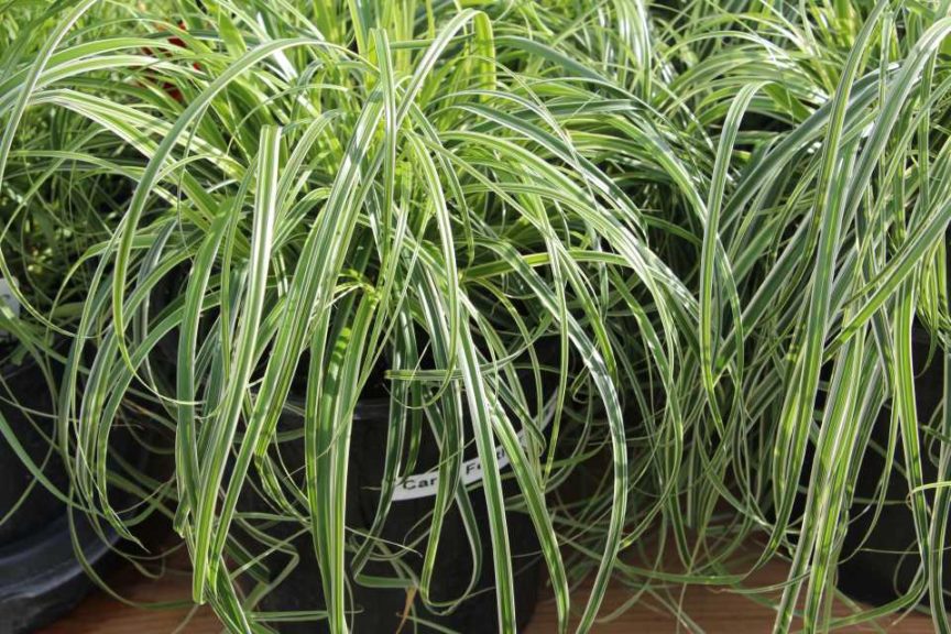 2017 Costa Farms Season Premier