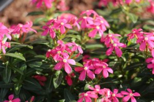 2017 Costa Farms Season Premier