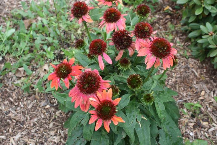 2016 University of Wisconsin Field Trials Results