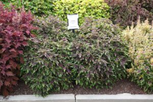 2016 Young's Plant Farm Field Trials Results