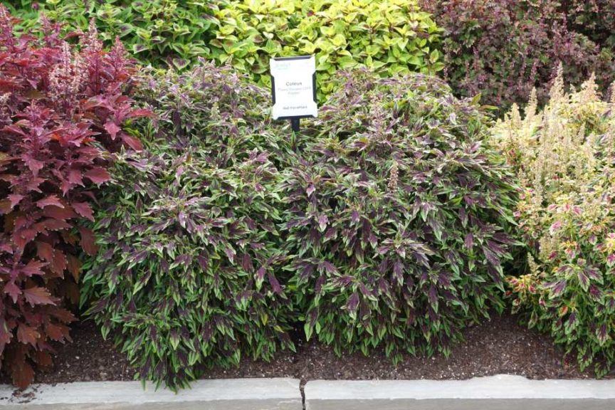 2016 Young's Plant Farm Field Trials Results