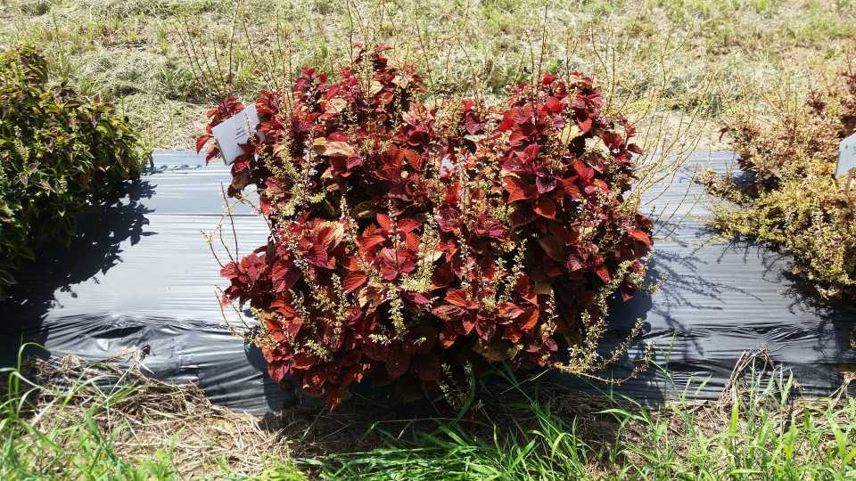 2016 Texas A&M University Field Trials Results