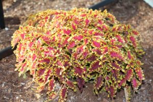 2017 Costa Farms Season Premier