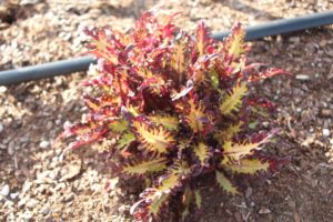 2017 Costa Farms Season Premier