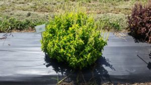 2016 Texas A&M University Field Trials Results