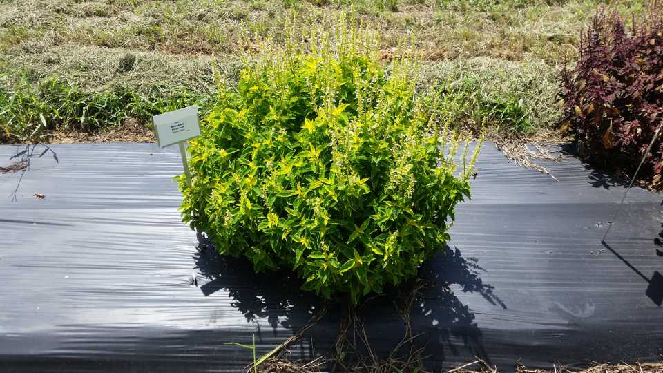 2016 Texas A&M University Field Trials Results