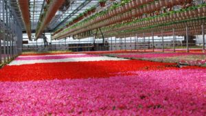 Dan and Jerry’s Greenhouses Acquires Missouri Range from Bela Flor Nurseries