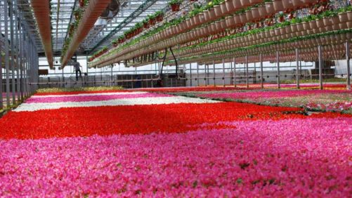 Dan and Jerry’s Greenhouses Acquires Missouri Range from Bela Flor Nurseries
