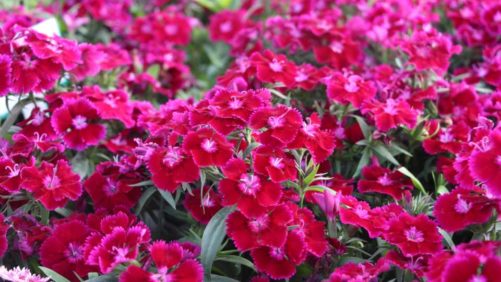 A Look Back at Mother’s Day Flower Sales … And the News Is Good!