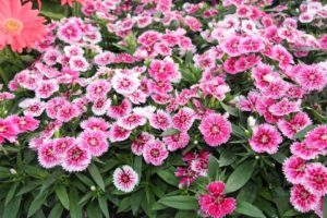 2017 Costa Farms Season Premier