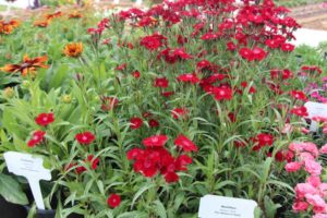 2017 Costa Farms Season Premier