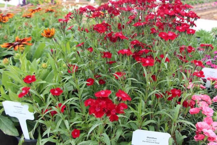 2017 Costa Farms Season Premier