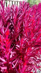 2016 Iowa State University Field Trials Results