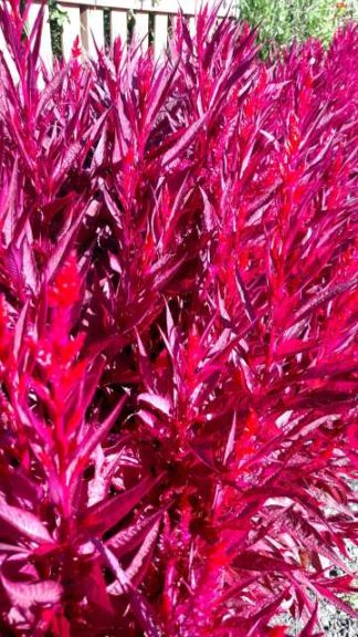 2016 Iowa State University Field Trials Results