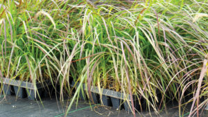 Bulking and Height Control of Purple Fountain Grass With Plant Growth Regulators