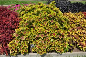 2016 Iowa State University Field Trials Results