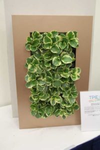 Trendsetting Products and Ideas From TPIE 2017