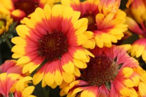 2017 Costa Farms Season Premier