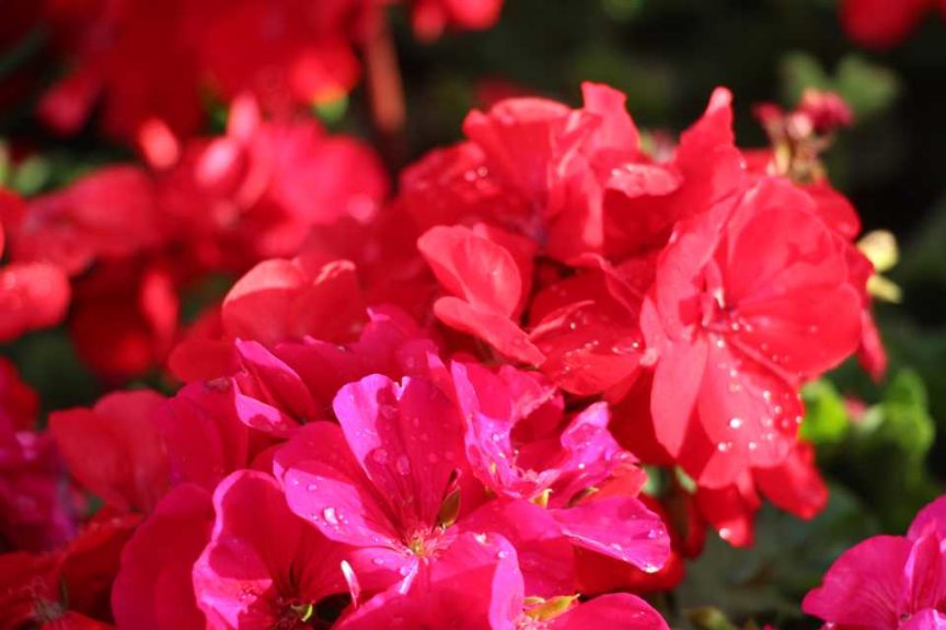 Geranium Calliope Medium (Syngenta Flowers)