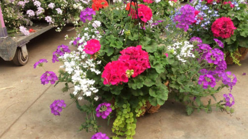 Tips for General Combination and Hanging Basket Production