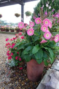 2016 Young's Plant Farm Field Trials Results