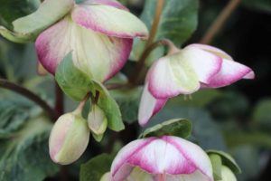 2017 Costa Farms Season Premier