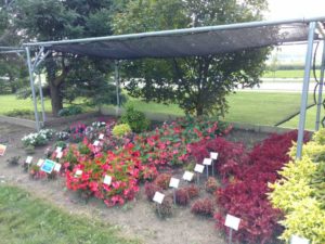 2016 University of Wisconsin Field Trials Results