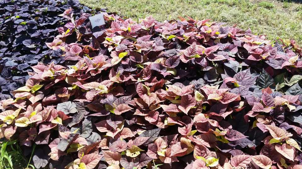 2016 Texas A&M University Field Trials Results