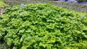 2016 Texas A&M University Field Trials Results