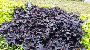 2016 Texas A&M University Field Trials Results