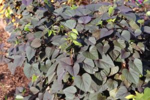 2017 Costa Farms Season Premier