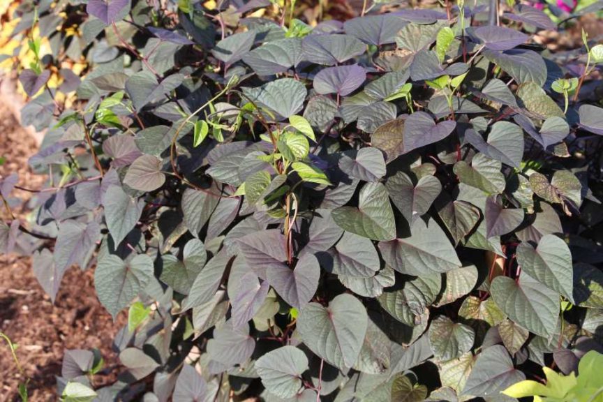 2017 Costa Farms Season Premier