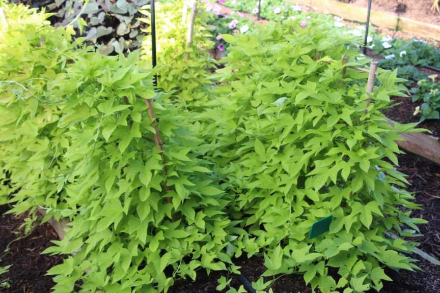 2017 Costa Farms Season Premier