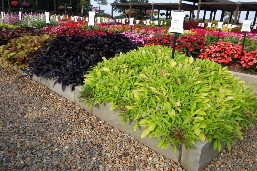 2016 Young's Plant Farm Field Trials Results