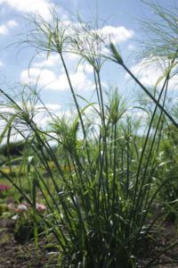 2016 University of Wisconsin Field Trials Results