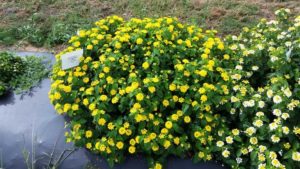 2016 Texas A&M University Field Trials Results