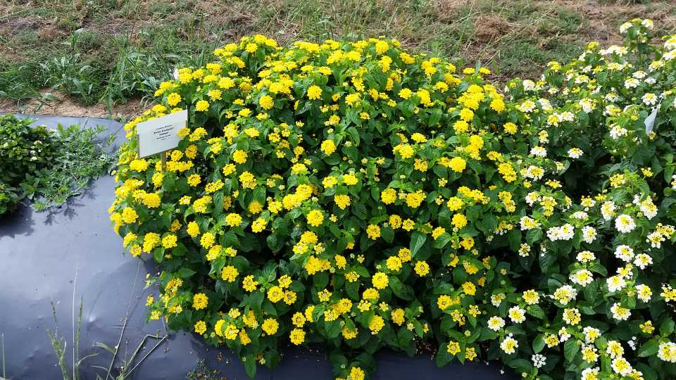 2016 Texas A&M University Field Trials Results