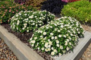 2016 Young's Plant Farm Field Trials Results