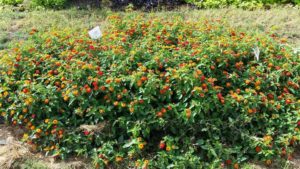 2016 Texas A&M University Field Trials Results