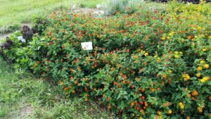 2016 Texas A&M University Field Trials Results