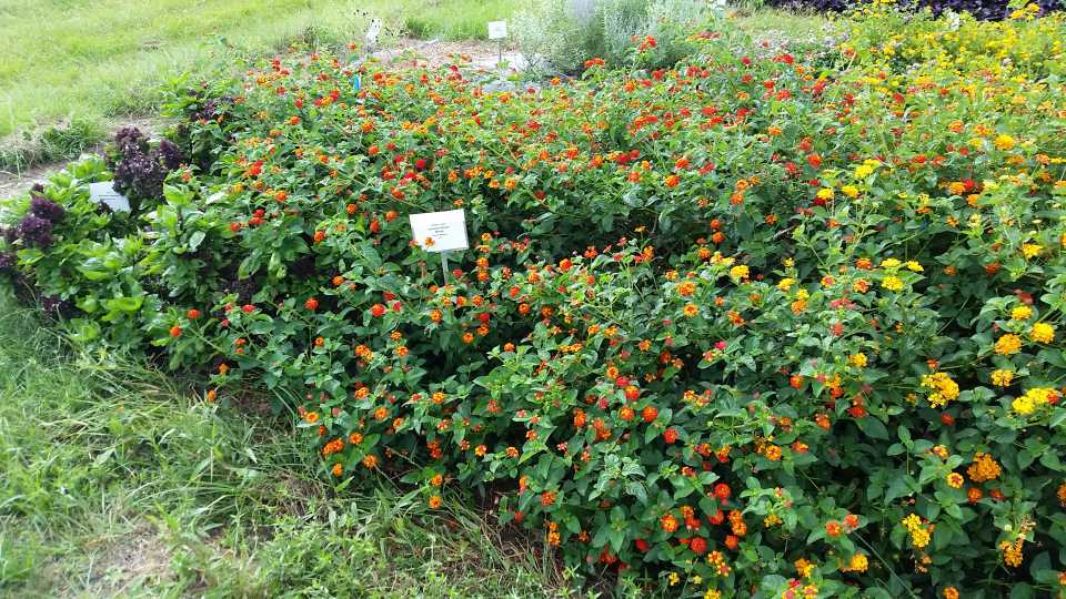 2016 Texas A&M University Field Trials Results