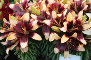 2017 Costa Farms Season Premier