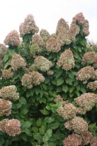 2016 University of Wisconsin Field Trials Results