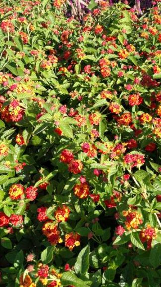 2016 Iowa State University Field Trials Results