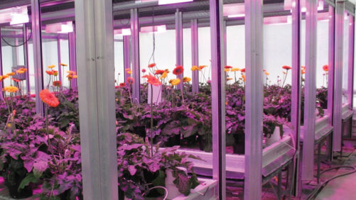 How Lighting Companies Are Tackling Plant Quality